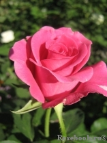 Ravel- Ravel-