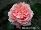 Belle Perle Belle Perle