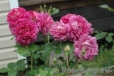 Princess Anne Princess Anne