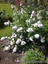 Perennial Blush Perennial Blush