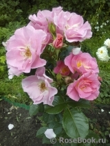 Pink Robusta Pink Robusta