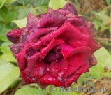 Black Baccara Black Baccara