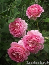 Jubilee Celebration® Jubilee Celebration®