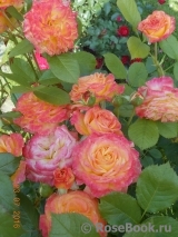 Gartenspass ® Gartenspass ®