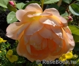 Lady of Shalott Lady of Shalott