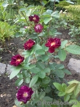 Purple Star ® Purple Star ®