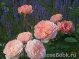 Rose de Gerberoy ® Rose de Gerberoy ®
