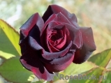 Black Baccara Black Baccara