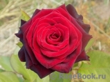 Black Baccara Black Baccara