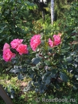 Pink Paradise Pink Paradise