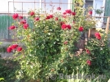 Paul's Scarlet Climber 