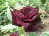 Black Baccara Black Baccara
