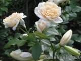 Lions Rose Lions Rose