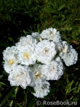 Guirlande d'Amour Guirlande d'Amour