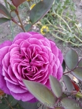 Heidi Klum Rose Heidi Klum Rose