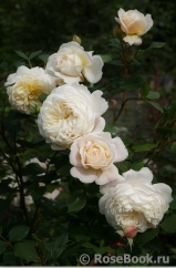 Crocus Rose® Crocus Rose®