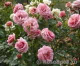Persian Mystery Persian Mystery