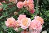 Augusta Luise Augusta Luise