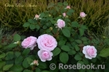 Olivia Rose Austin Olivia Rose Austin