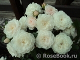 Starlet ®-Rose Alina ® Starlet ®-Rose Alina ®