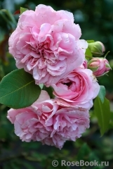 Perse Rose, The Perse Rose, The