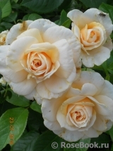 Pride and Prejudice Pride and Prejudice
