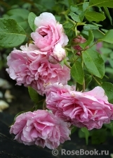 Perse Rose, The Perse Rose, The
