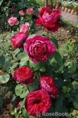 Rose des 4 Vents Rose des 4 Vents