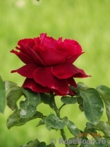 Souvenir de William Wood