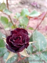 Black Baccara Black Baccara