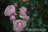 Hans Gonewein Rose Hans Gonewein Rose