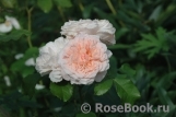 Rose de Tolbiac ® Rose de Tolbiac ®