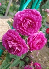 Rosengarten Zweibrücken ® Rosengarten Zweibrücken ®