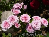Pink Babyflor Pink Babyflor