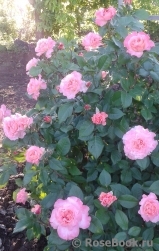 Augusta Luise Augusta Luise