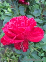 Red Intuition Red Intuition