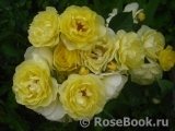 Golden Border Golden Border