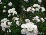 White Meidiland White Meidiland