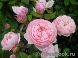 The Alnwick Rose The Alnwick Rose