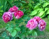Princess Anne Princess Anne