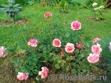 Princess Alexandra of Kent Princess Alexandra of Kent
