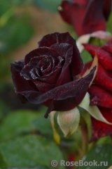 Black Baccara Black Baccara