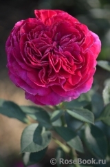 Falstaff® Falstaff®