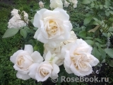 Lions Rose Lions Rose