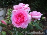 Perse Rose, The Perse Rose, The