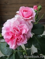 Perse Rose, The Perse Rose, The