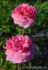 Princess Alexandra of Kent Princess Alexandra of Kent