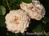 Kordes' Rosenfaszination ® Kordes' Rosenfaszination ®