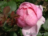 Brother Cadfael Brother Cadfael