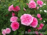 Gertrude Jekyll